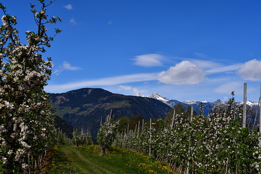 Apfelblüten und schöne Landschaft in Südtirol