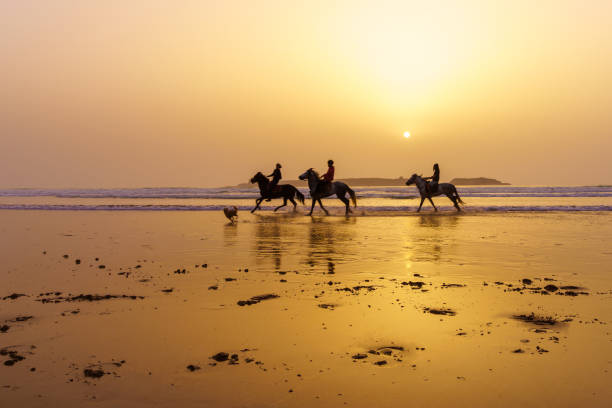 Sunset silhouette of horses and riders, beach of Essaouira stock photo