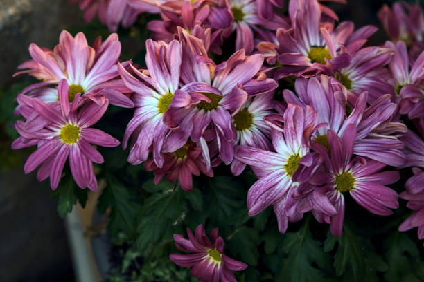 istock Pink chrysanthemum in bloom next to a brick wall seen up close 1488614736