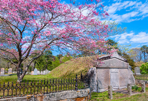 A pink dogwood tree in full springtime bloom next to an ancient  family tomb in a Cape Cod cemetery.