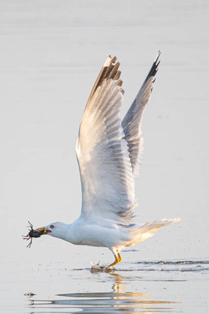 istock Larus michahellis is a mediterranean seagull common in aiguamolls emporda girona spain 1488615778