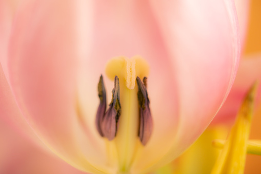 Macro of the inside of a tulip