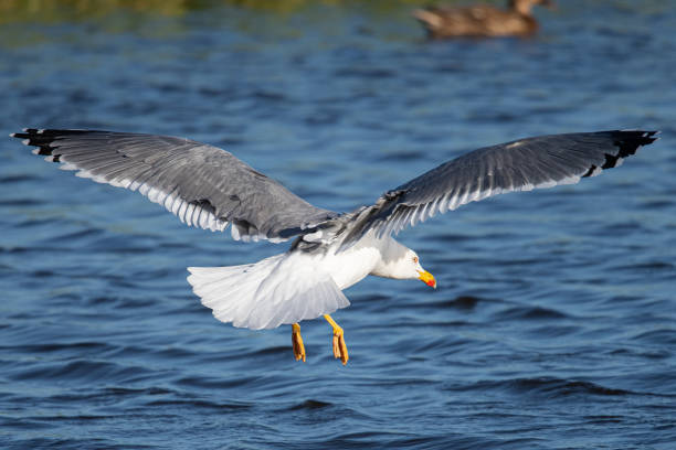 istock Larus michahellis is a mediterranean seagull common in aiguamolls emporda girona spain 1488616436