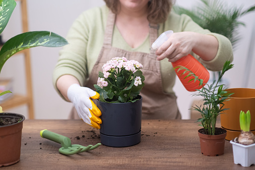 woman care for her house plants, spraying them with pure water from a bottle. Experience her plant nurturing skills as she tends to her home garden.