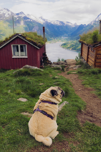 Rear view of cute dog - pug breed relaxing at scenic mountain valley with old viking houses enjoying background view of summer fjord in Rakssetra, Stryn