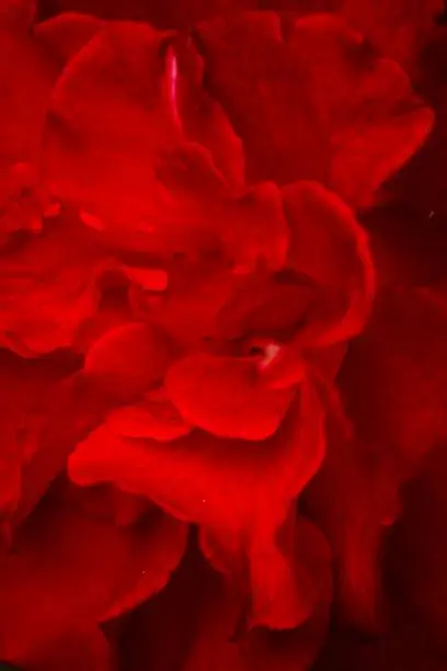 extremely zoom for red rosebush flower