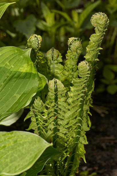 istock Fern leaves unfold on a flower bed in the garden. 1488622791