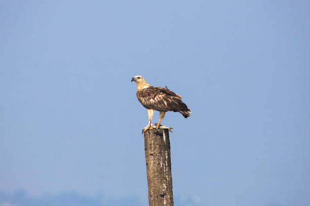 istock White bellied sea eagle perched on a wood log 1488624785