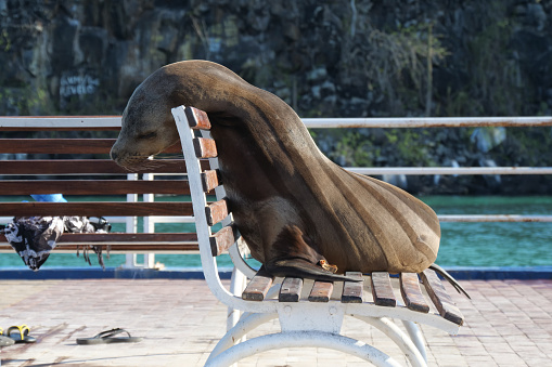 Dark lines on the back of a brown sea lion from sleeping on a wooden slat bench.  Location: Galapagos Islands, Ecuador