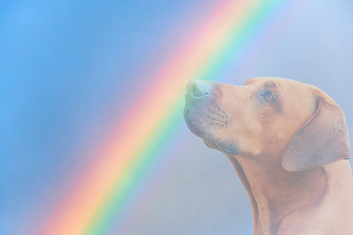 Dog and rainbow Rainbow bridge concept Close-up portrait of Rhodesian ridgeback dog on rainbow background