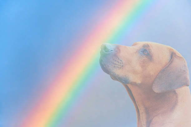 Dog and rainbow Rainbow bridge concept Close-up portrait of Rhodesian ridgeback dog on rainbow background stock photo
