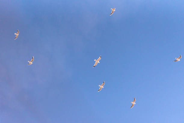 istock Seagulls fly in the blue sky 1488626734