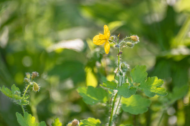 istock Blooming Chelidonium flower in the grass 1488627379