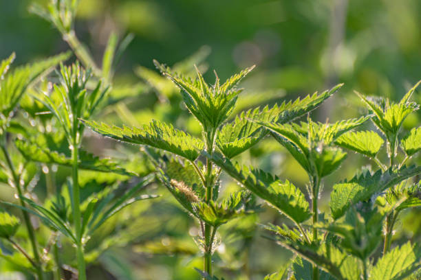 istock Young wild nettle in the forest 1488627380