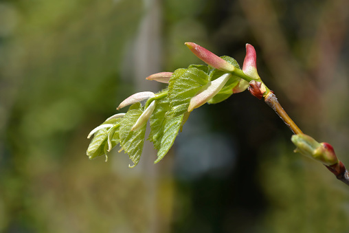 Small-leaved lime branch with leaf buds - Latin name - Tilia cordata