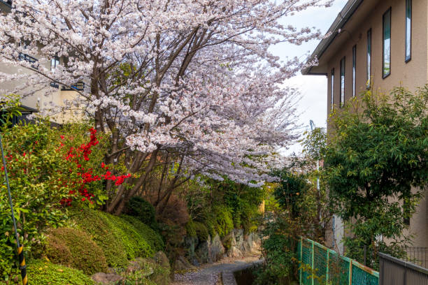 istock Beautiful Kameyama park in Japan 1488627642