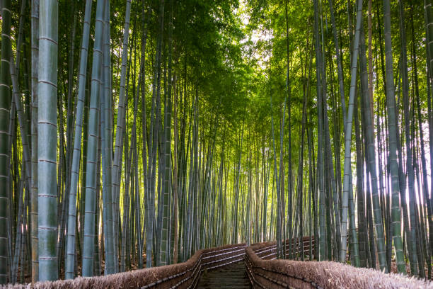 istock Green Bamboo Forest with steps leading down in Arashiyama 1488627646