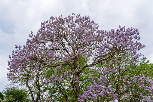 Cologne, Germany, May 2023: Paulownia Tree in bloom