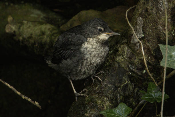 istock Juvenile White-throated dipper 1488627966