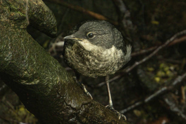 istock Juvenile White-throated dipper 1488627969