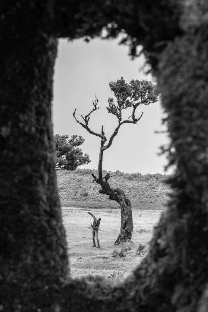 Description: Man mimicking standing laurel tree next to laurel tree on flat field, seen through large tree hole. Fanal Forest, Madeira Island, Portugal, Europe.