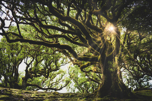 Ánh sáng mặt trời chiếu qua tán cây nguyệt quế Eldar khổng lồ, trông huyền bí, xanh mướt, rêu phong trong rừng nguyệt quế. Rừng Fantial, Đảo Madeira, Bồ Đào Nha, Châu Âu. bức ảnh sẵn có