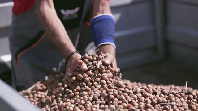 Farmer hands holding a handful of freshly harvested hazelnuts with shell while checking their quality, color and size for marketing, slow motion cinematic shot with selective focus