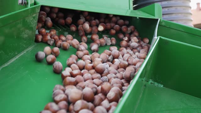 Harvester separator machine separate the hazelnuts crop from stones and rocks, slow motion