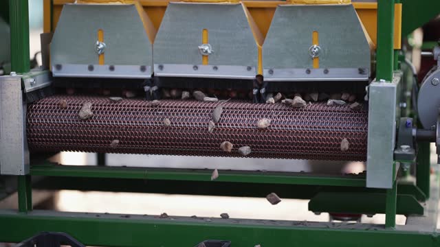 Process of hazelnut shelling, selection and calibration in a carriage of a factory. Hazelnuts on the conveyor belt, slow motion