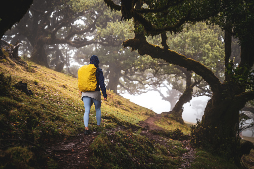 Description: Back view of a backpacker in rainproof clothes walking on a hike trail in a mystical misty forest with huge laurel trees. Fanal Forest, Madeira Island, Portugal, Europe.