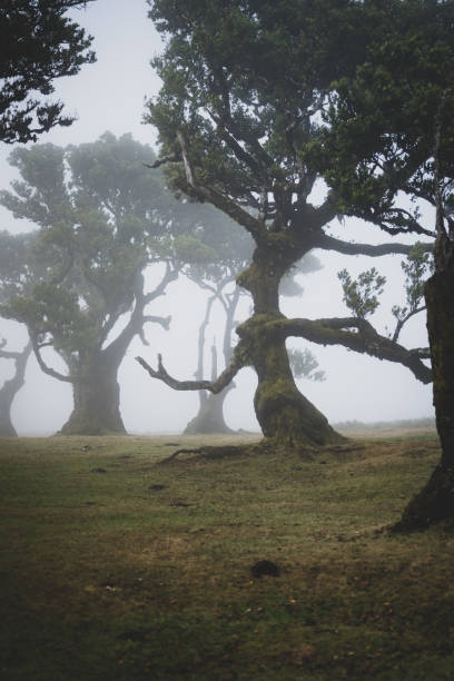 istock An eldar laurel tree on the flat field looks like a mystical creature in misty laurel forest. Fanal forest, Madeira Island, Portugal, Europe. 1488629771
