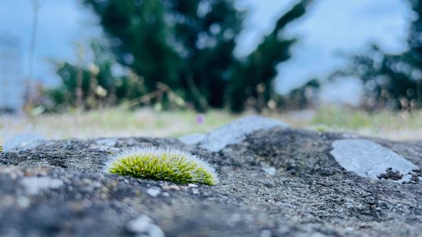 istock Moss and stones in Nis 1488630445