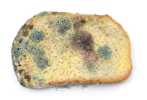 Piece of moldy bread isolated on a white background.