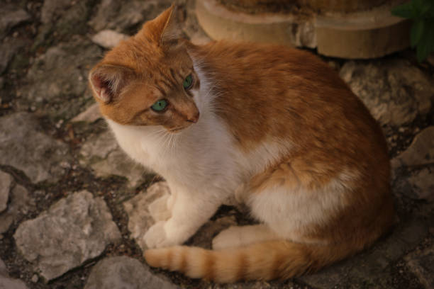 istock small red and white cat with emerald green eyes 1488634597
