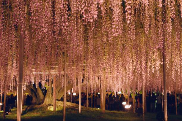 istock wisteria flower in Japan 1488634688