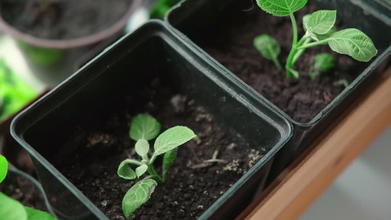 New hydrangeas growing in pots at home. Propagating healthy plants from cuttings. Green non-blooming hydrangea plants in pots in greenhouse. Bigleaf cuttings in pots. Spring gardening. Propagation