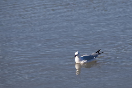 Seagull swims in calm waters of a lagoon