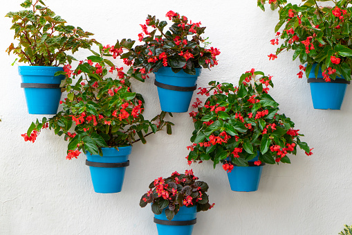 image of some flowerpots on a white wall in mijas pueblo, malaga, spain
