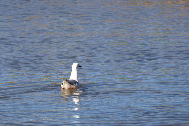 istock Seagull swims in calm waters of a lagoon 1488635263