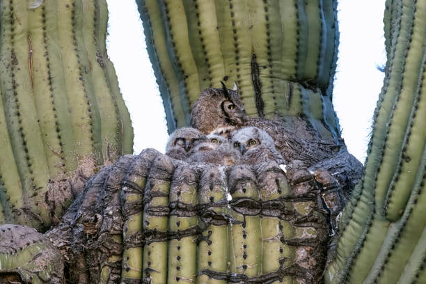 istock Great Horned Owl family 1488636238