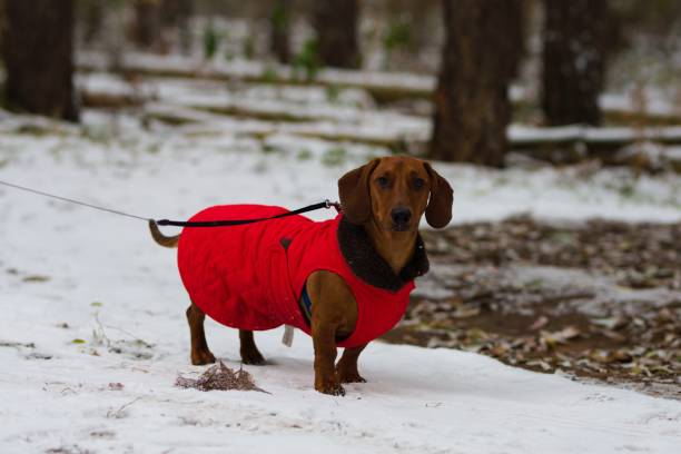 istock a dachshund in an orange coat, in the snow 1488636245