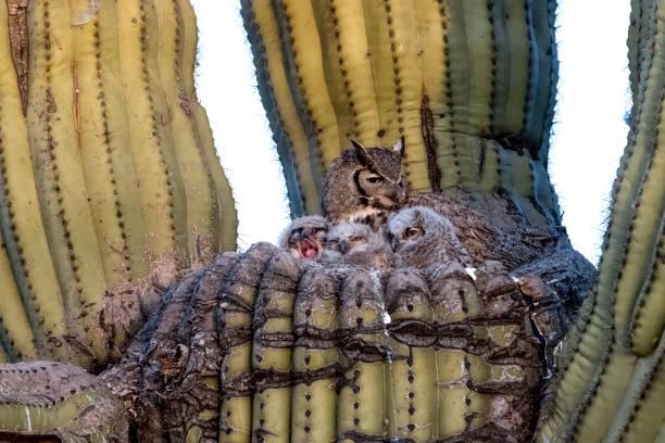 istock Great Horned Owl family 1488636266