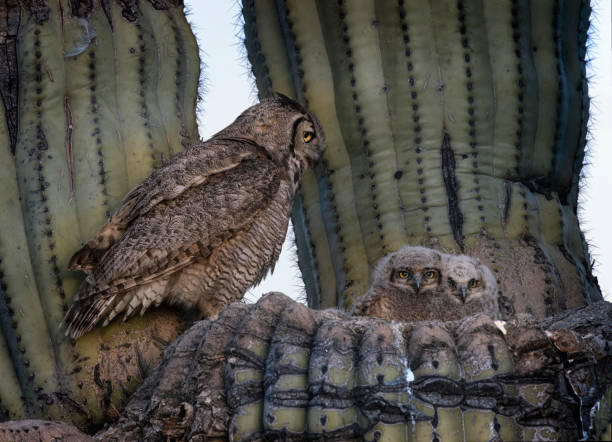 istock Great Horned Owl family 1488636323