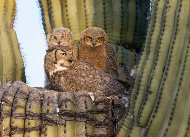istock Great Horned Owl family 1488636368