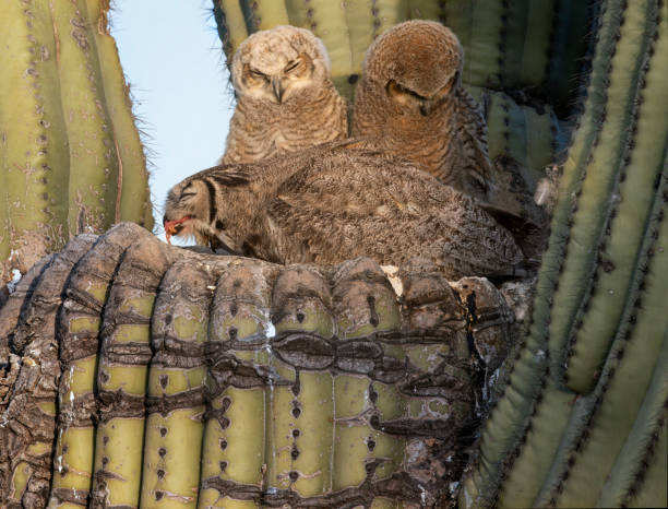 istock Great Horned Owl family 1488636379