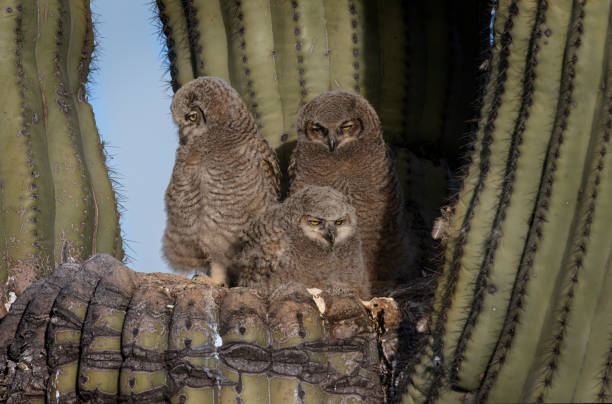 istock Great Horned Owl family 1488636394