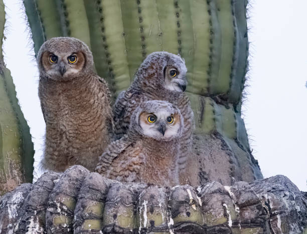 istock Great Horned Owl family 1488636555