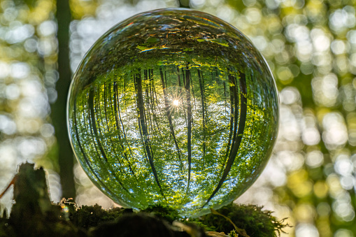 Environment Concept - Crystal Earth On moss In Forest With Ferns And Sunlight - Environment, save clean planet, ecology concept. Earth Day banner with copy space.