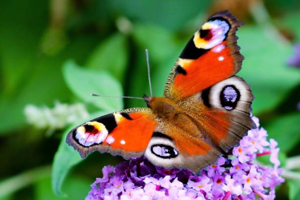 Peacock butterfly Peacock butterfly on flower peacock butterfly stock pictures, royalty-free photos & images