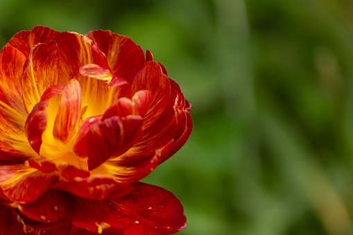 Aveyron double tulip in the garden